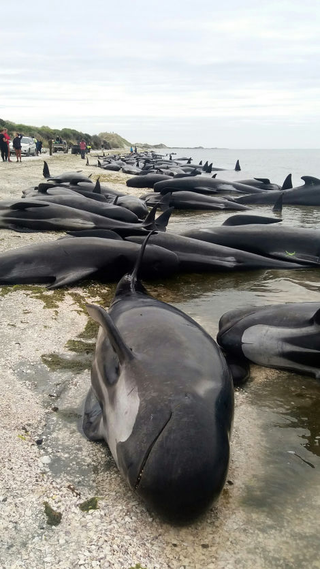 Illustration for article titled 416 ballenas quedan varadas en una playa de Nueva Zelanda en el peor evento de este tipo en 30 años